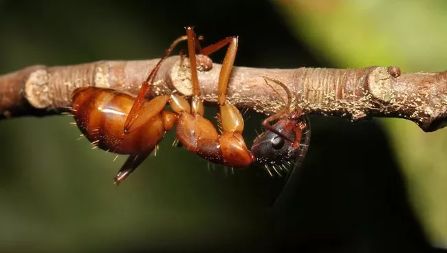 Грибок Ophiocordyceps превращает муравьев в зомби, напрямую управляя работой их мускулов
