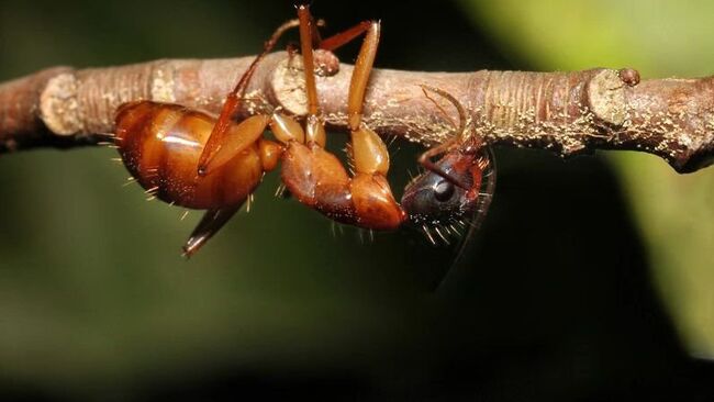 Грибок Ophiocordyceps превращает муравьев в зомби, напрямую управляя работой их мускулов
