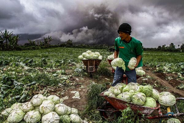 Индонезийский фермер собирает капусту во время извержения вулкана Маунт Синабун