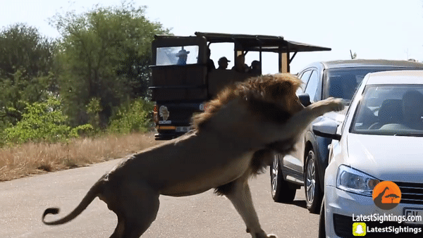 Лев напал на автомобиль в ЮАР