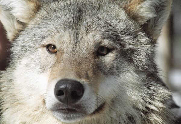 Голодные волки атаковали город на юге Кольского полуострова