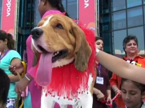 Сегодня праздник у собак. Массовое собакосочетание в Дели