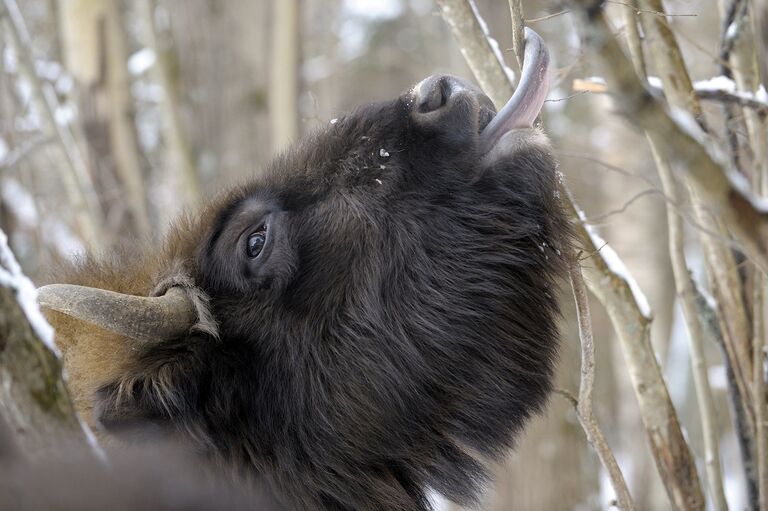 Стадо зубров - гордость нацпарка Орловское Полесье Стадо зубров - гордость нацпарка Орловское Полесье