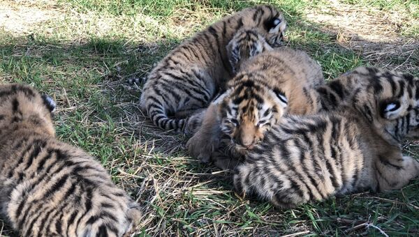 Амурские тигрята в крымском сафари-парке Тайган