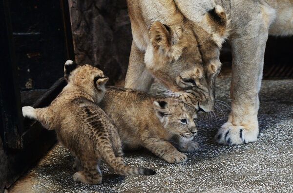 Африканская львица Эмма с львятами в Екатеринбургском зоопарке