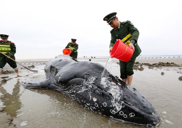 Сотрудники полиции поливают кита водой в провинции Цзидун, Китай