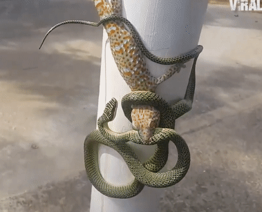 Схватка геккона и змеи попала на видео
