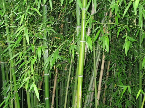 Заросли бамбука