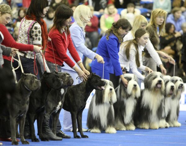 Выставка собак Кубок мэра Москвы-2009 откроется в столице 19 декабря