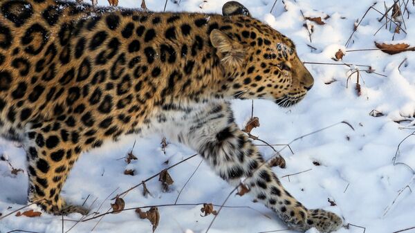 Самка дальневосточного леопарда. Архивное фото