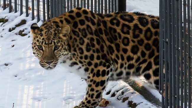 Самка дальневосточного леопарда. Архивное фото