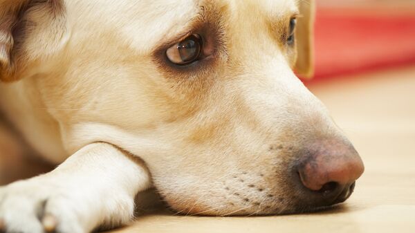 Кинолог рассказал, как распознать у собаки пневмонию 