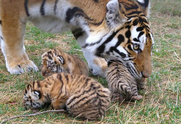 Амурская тигрица Фрида с тигрятами в сафари-парке Тайган в Крыму