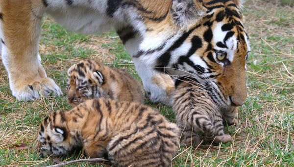 Амурская тигрица Фрида с тигрятами в сафари-парке Тайган в Крыму