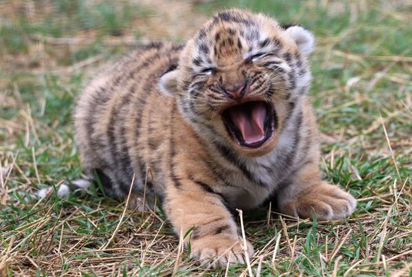 Новорожденный амурский тигренок в сафари-парке Тайган в Крыму