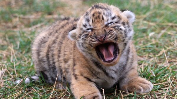 Новорожденный тигренок. Архивное фото