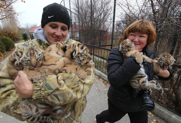 Сотрудники с новорожденными амурскими тигрятами в сафари-парке Тайган в Крыму