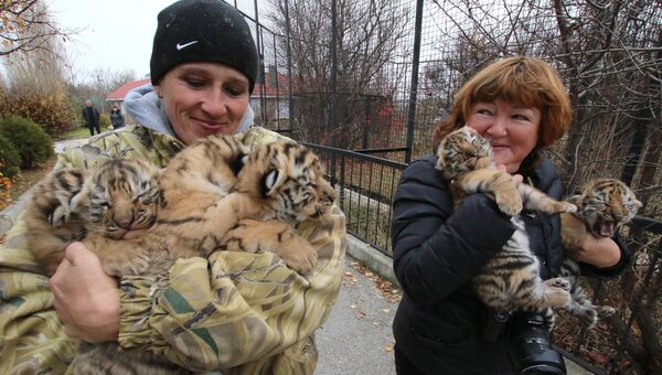 Сотрудники с новорожденными амурскими тигрятами в сафари-парке Тайган в Крыму