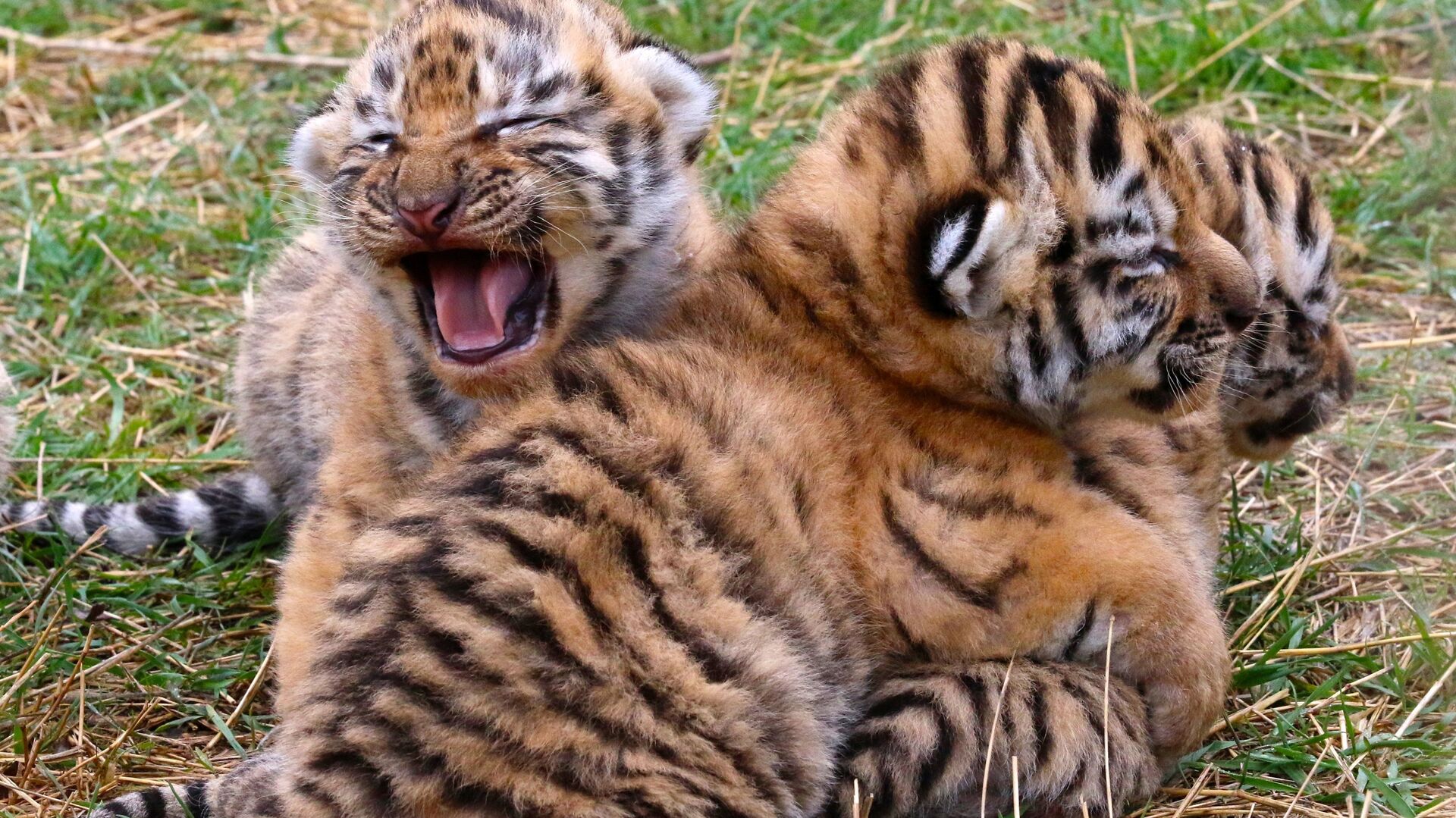 Новорожденные амурские тигрята в сафари-парке Тайган в Крыму - РИА Новости, 1920, 11.12.2020