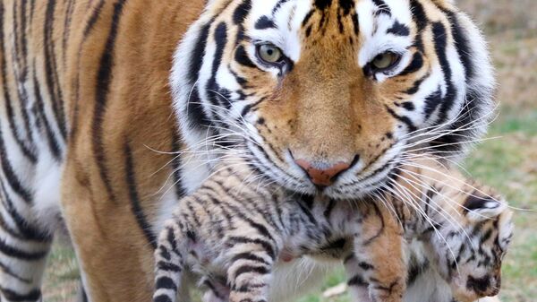 Амурская тигрица Фрида с тигренком в сафари-парке Тайган в Крыму