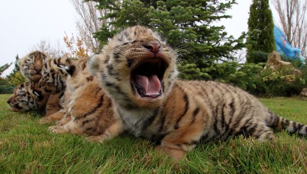Новорожденные амурские тигрята в сафари-парке Тайган в Крыму
