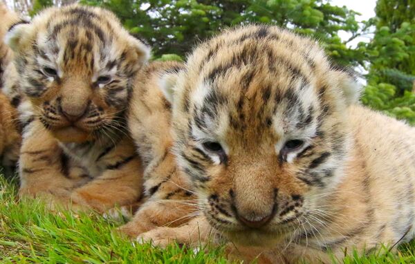 Новорожденные амурские тигрята в сафари-парке Тайган в Крыму