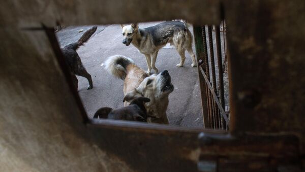 Собаки в приюте для бездомных животных в Москве