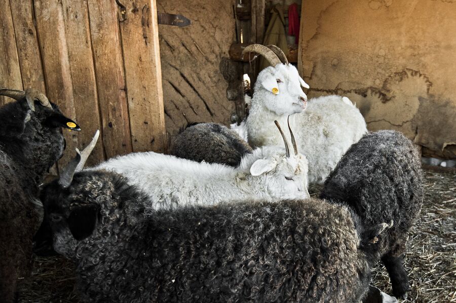 Пух оренбургской козы обладает уникальными особенностями, позволяющими местным жителям изготавливать теплые и красивые шали