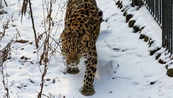 В Приморском сафари-парке появилась самка дальневосточного леопарда