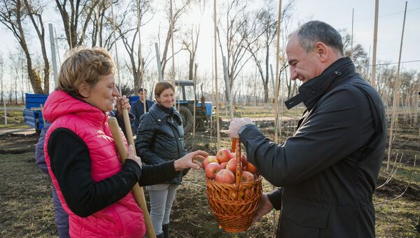 Высадка яблоневых садов интенсивного типа в Карачаево-Черкесии