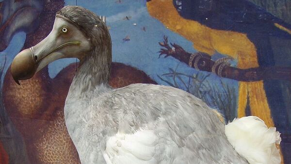 Вымерший вид нелетающей птицы додо в Музее естественной истории Оксфордского университета. Архивное фото