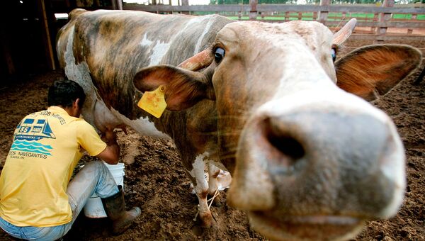 Корова на ферме в Бразилии. Архивное фото