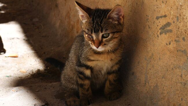 Котенок. архивное фото