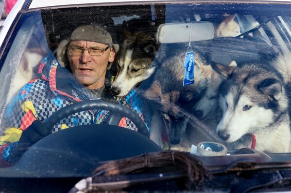 Собаки и участник фестиваля северных ездовых собак Хаски фест перед началом соревнований в поселке Степной Новосибирской области