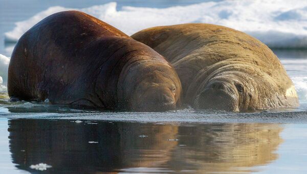 Моржи – одни из крупнейших представителей арктической фауны. Среди ластоногих моржи уступают только морским слонам. Длина самцов составляет 2,7–4,5 метра, самок – 2,2–3,7 метра, вес взрослых самцов может достигать 2 тонн, самок – 1 тонны. Новорожденный детеныш весит около 70 килограммов и достигает длины 1,2 метра.
