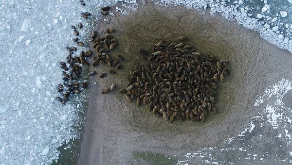 Летом и осенью моржи собираются на береговых лежбищах, а зимой и весной живут на льдах, где самки приносят потомство.