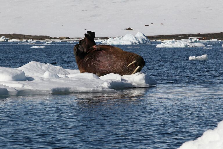 Неповоротливые на суше, моржи очень подвижны в воде. Ласты моржей очень гибкие и напоминают руки с пятью пальцами. Когтями задних ласт морж может почесать шею.