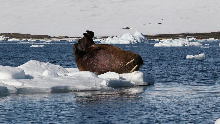 Неповоротливые на суше, моржи очень подвижны в воде. Ласты моржей очень гибкие и напоминают руки с пятью пальцами. Когтями задних ласт морж может почесать шею.