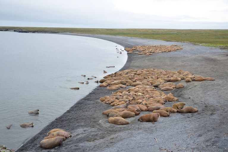 Большую часть времени моржи проводят на берегу. Под водой они могут находится до 30 минут, прежде чем им понадобится вдохнуть. На суше моржи стараются держаться большими группами – от 10 до нескольких тысяч особей.