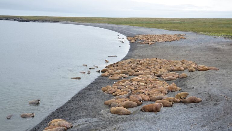 Большую часть времени моржи проводят на берегу. Под водой они могут находится до 30 минут, прежде чем им понадобится вдохнуть. На суше моржи стараются держаться большими группами – от 10 до нескольких тысяч особей.