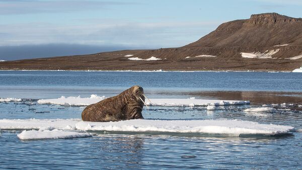 На Севере моржи являются объектом охотничьего промысла. Шкуры, бивни, жир и другие части тела млекопитающего издавна использовались в хозяйстве жителями Крайнего Севера.