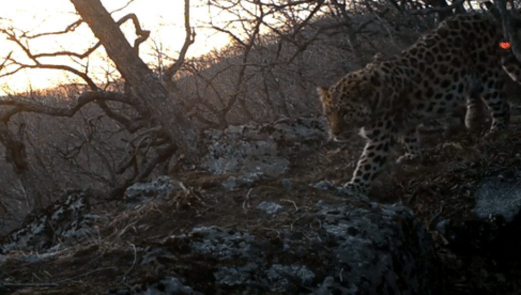 В Приморье дальневосточный леопард впервые спел на камеру