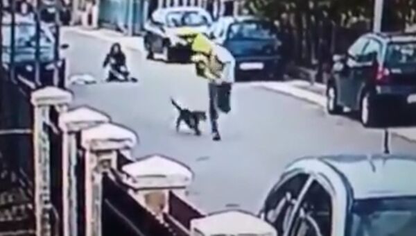 Бездомная собака защитила женщину от грабителя в Черногории