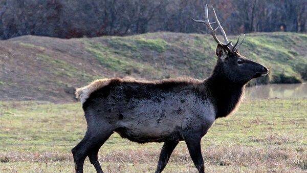 В Северной Осетии выпустят 25 благородных оленей