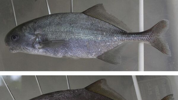 Рыба Pollimyrus petherici, чей геном изучили российские ученые