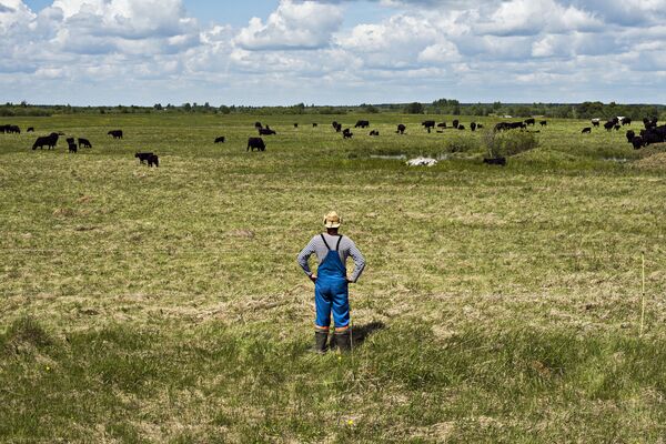 Пастух наблюдает за выпасом коров Абердин-ангусской породы на поле холдинга АгриВолга в Ярославской области