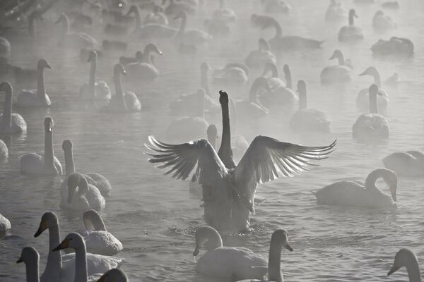 Лебеди-кликуны на Лебедином озере, государственный природный комплексный заказник Лебединый, Алтайский край