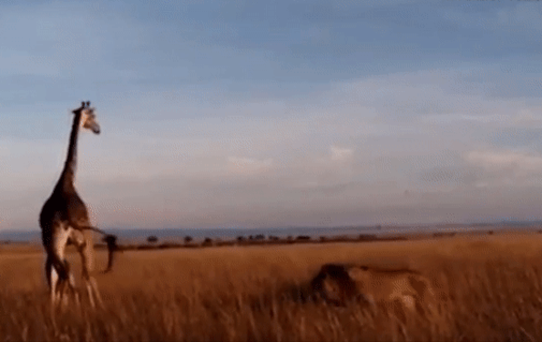 Схватка жирафов со львом попала на видео