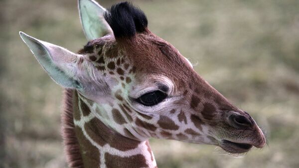 Детеныш жирафа в калининградском зоопарке. Архивное фото