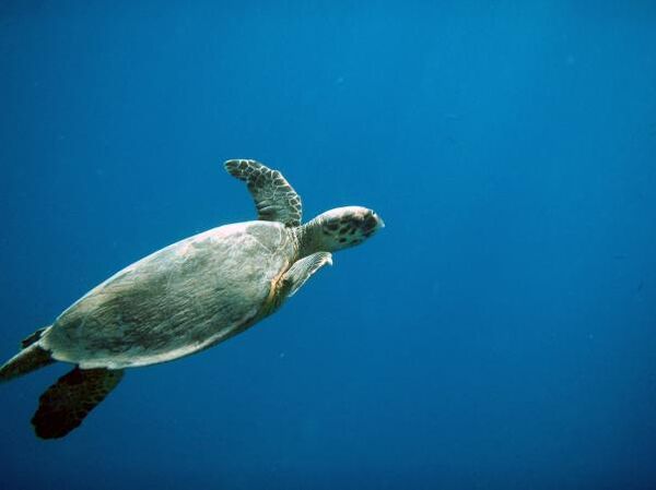 Морская черепаха бисса. Архив